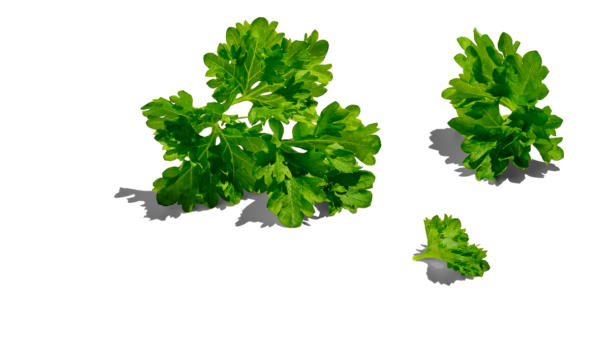 Image of fresh parsley